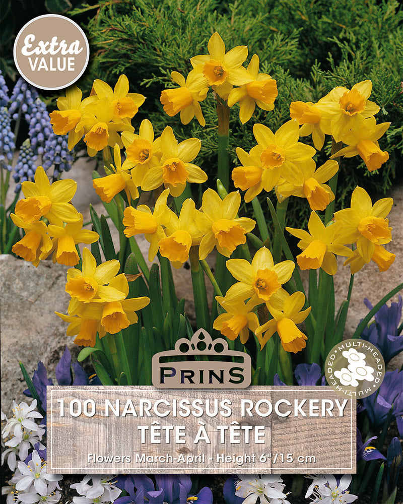 PRINS Narcissus Tete-a-Tete 100 P.P.