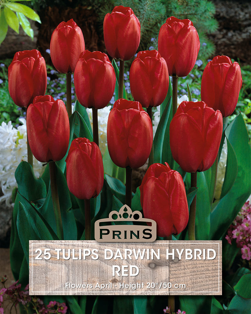 Prins Tulips Darwin Red Crate 25 P.P.