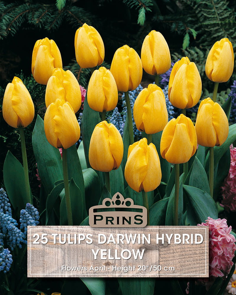 Prins Tulips Darwin Yellow Crate 25 P.P.