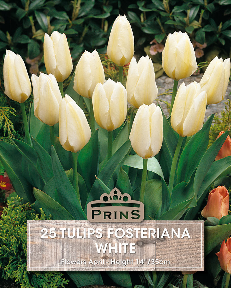 Prins Tulips Fosteriana White Crate 25 P.P.