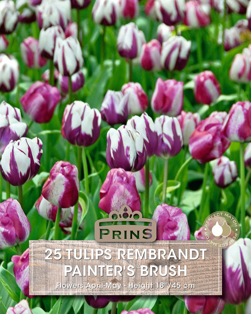 Prins Tulips Painter'S Brush Crate 25 P.P.