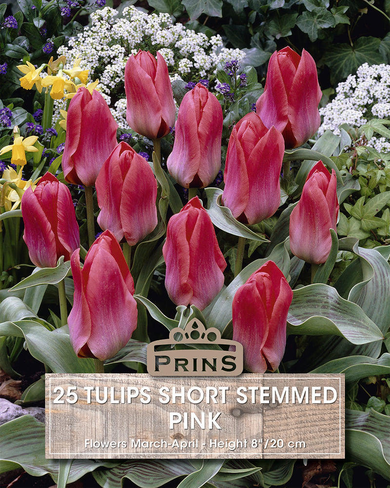 Prins Tulips Short Stemmed Pink Crate 25 P.P.