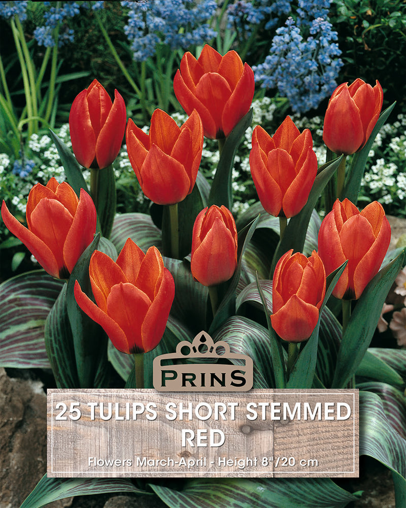 Prins Tulips Short Stemmed Red Crate 25 P.P.