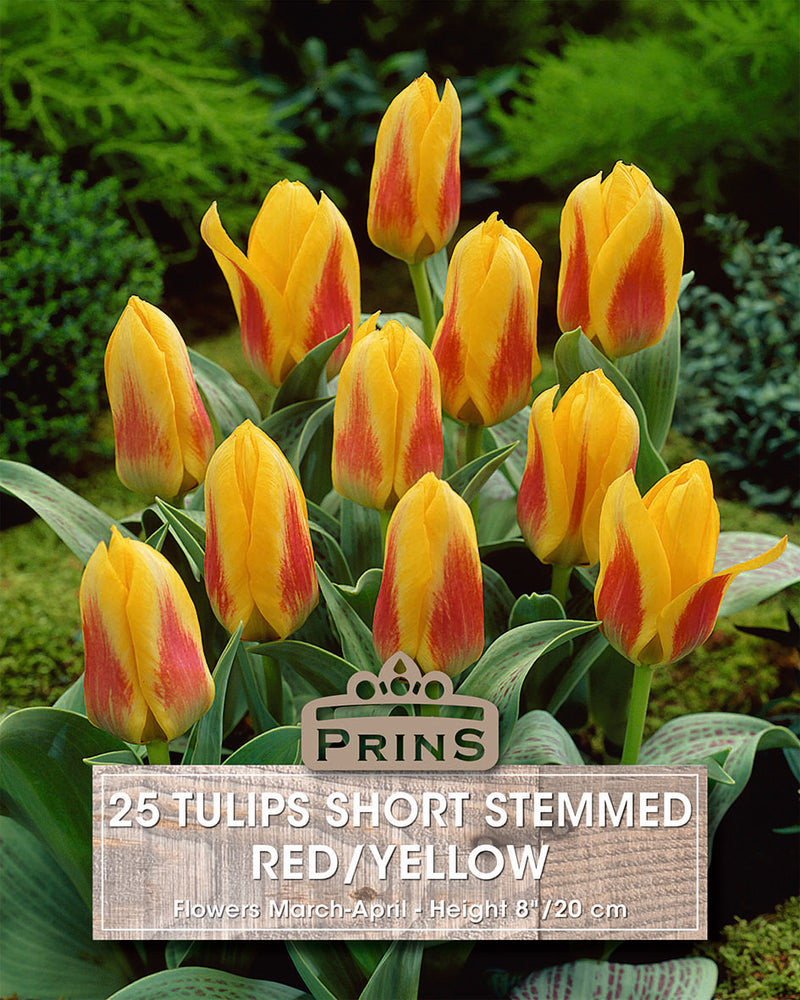 Prins Tulips Short Stemmed Red/Yellow Crate 25 P.P.