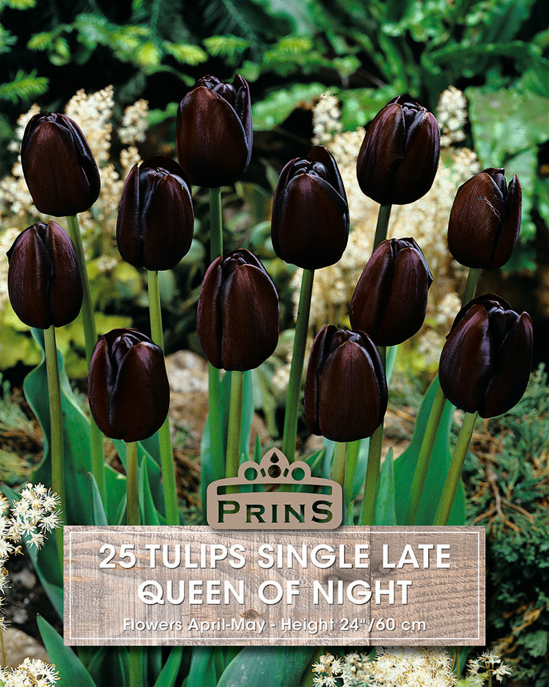 Prins Tulips Queen Of Night Crate 25 P.P.