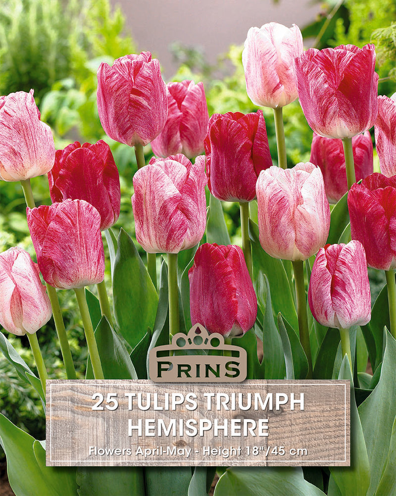 Prins Tulips Hemisphere Crate 25 P.P.