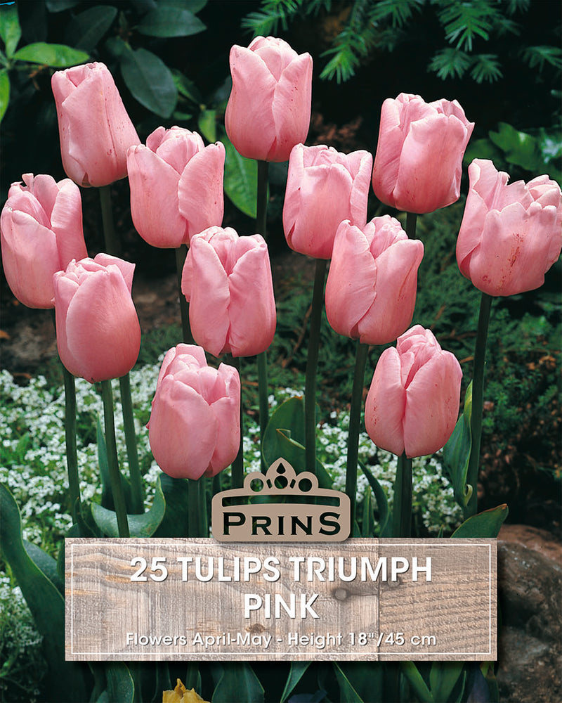 PRINS Tulips Triumph Pink Crate 25 P.P.