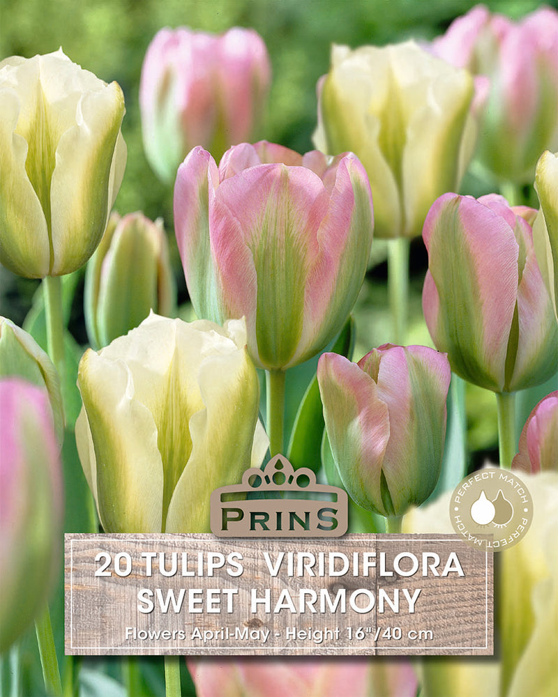 Prins Tulips Sweet Harmony 20 P.P.