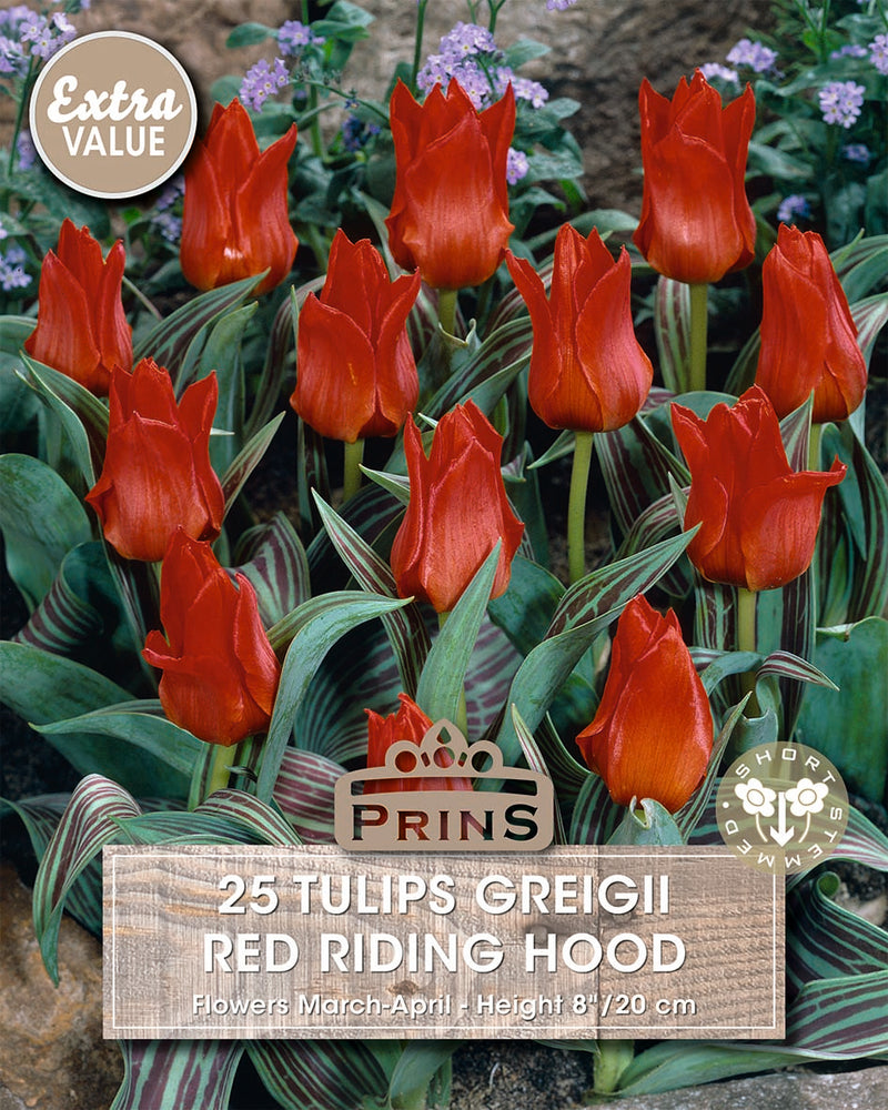 Prins Tulips Red Riding Hood Crate 25 P.P.