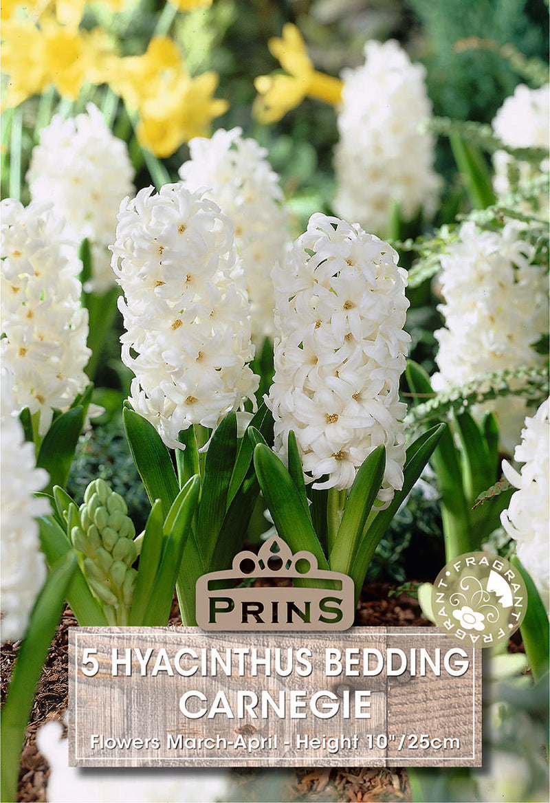 PRINS Hyacinth Carnegie