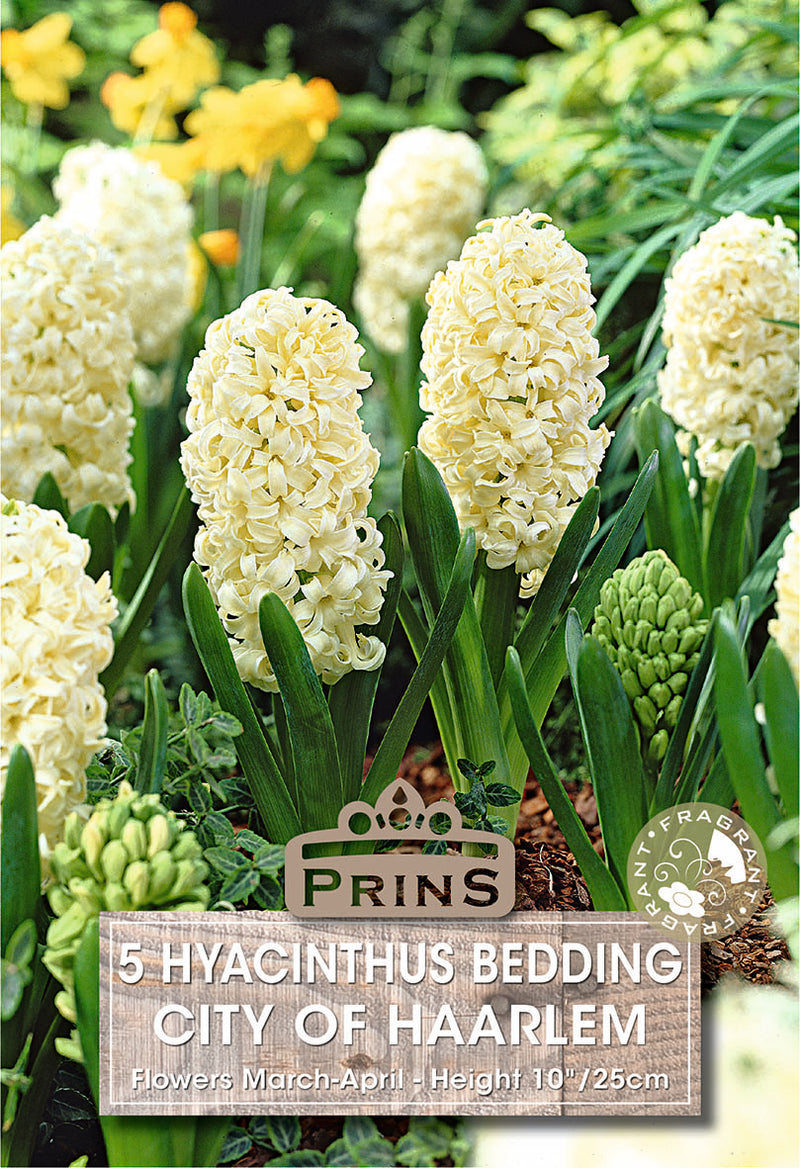 PRINS Hyacinth City Of Haarlem