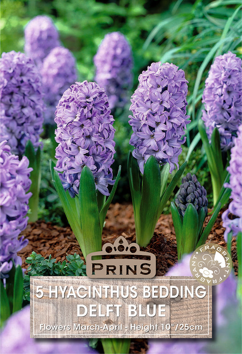 PRINS Hyacinth Delft Blue