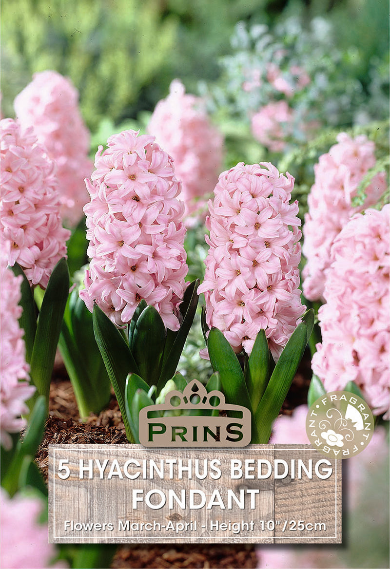 PRINS Hyacinth Fondante