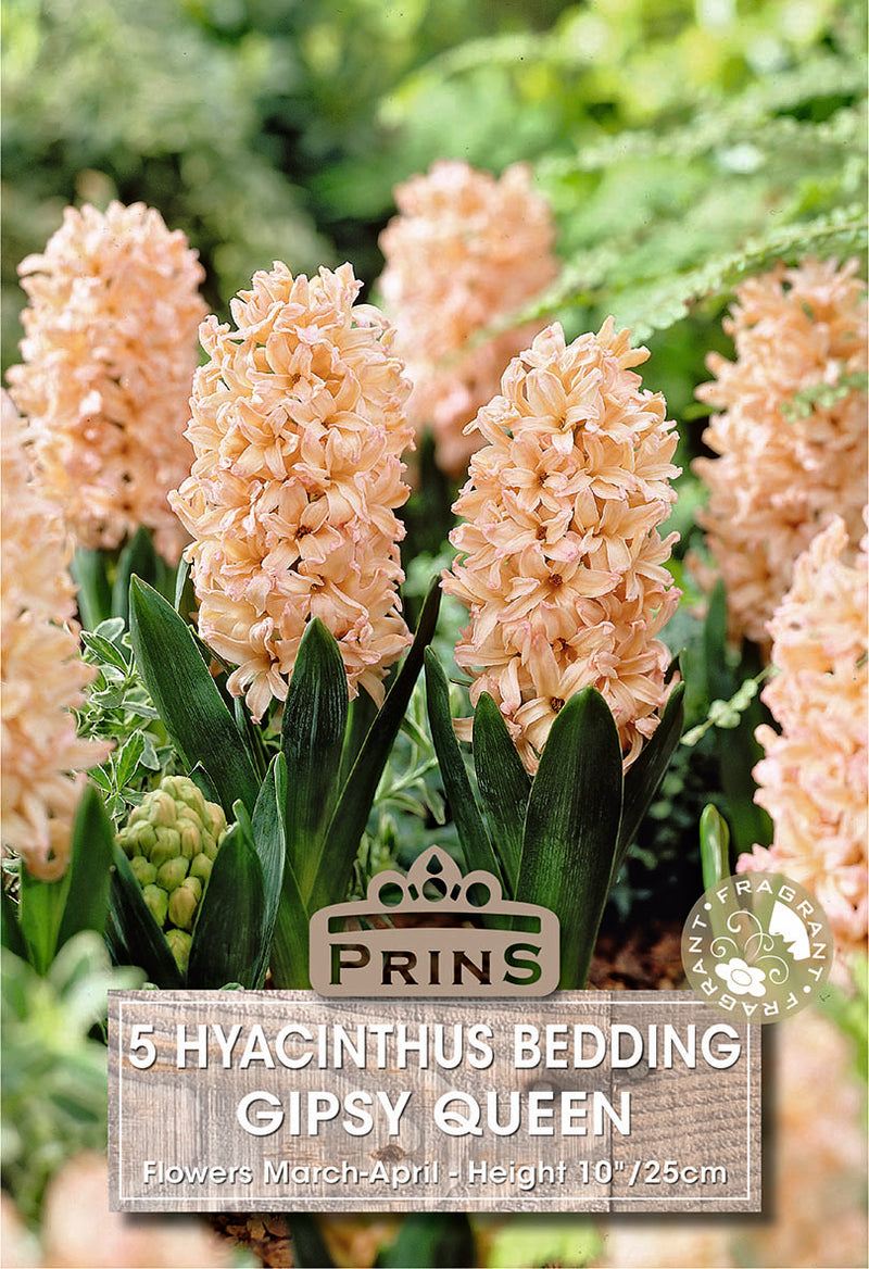 PRINS Hyacinth Gipsy Queen