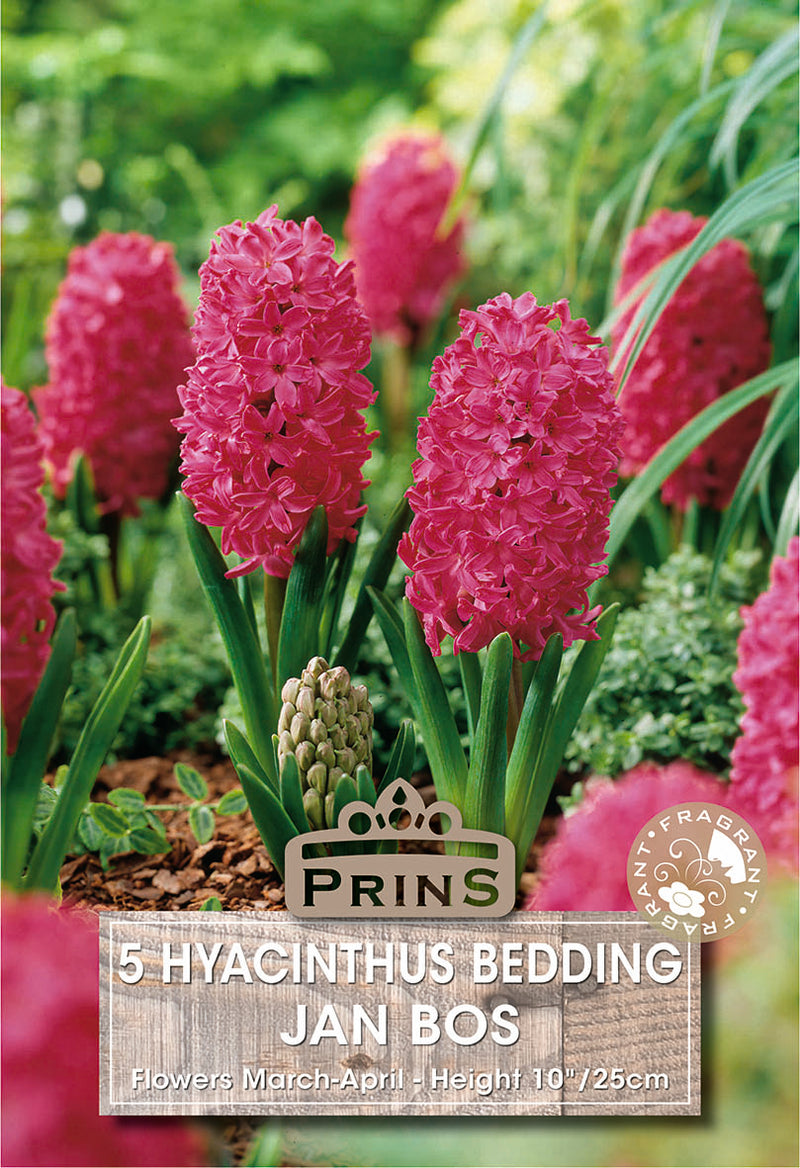PRINS Hyacinth Jan Bos