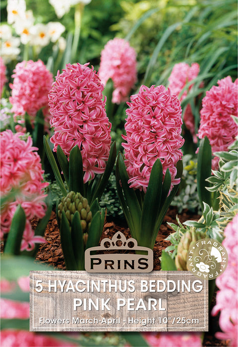 PRINS Hyacinth Pink Pearl