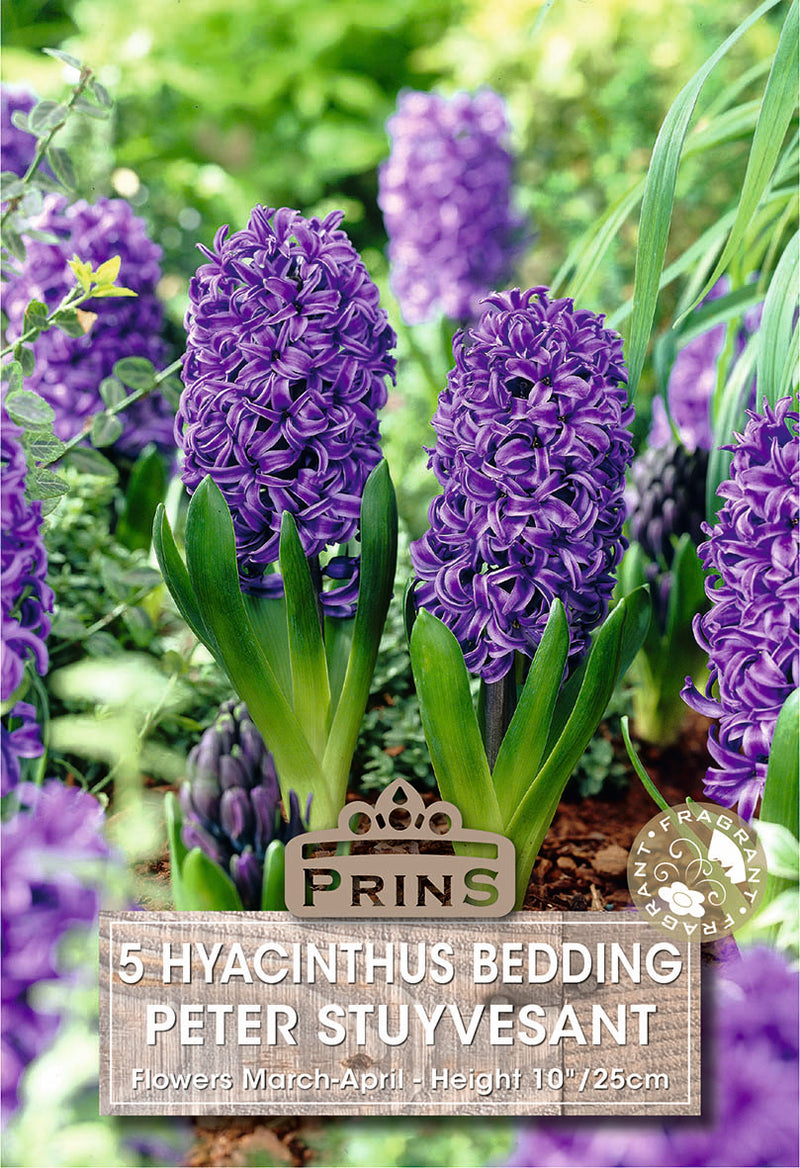 PRINS Hyacinth Peter Stuyvesant
