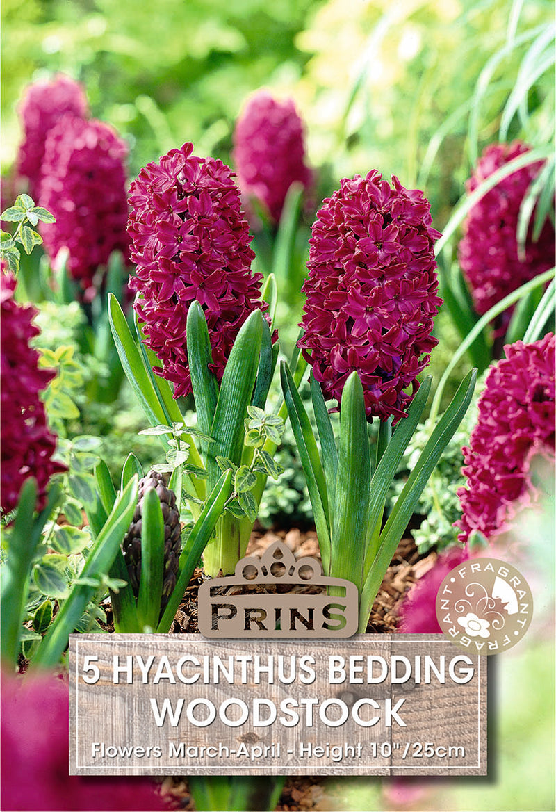 PRINS Hyacinth Woodstock
