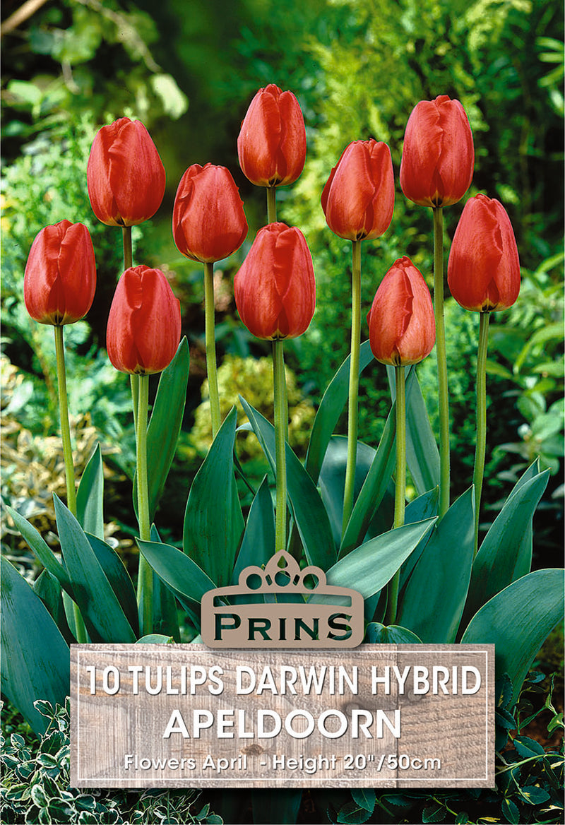 PRINS Tulips Apeldoorn