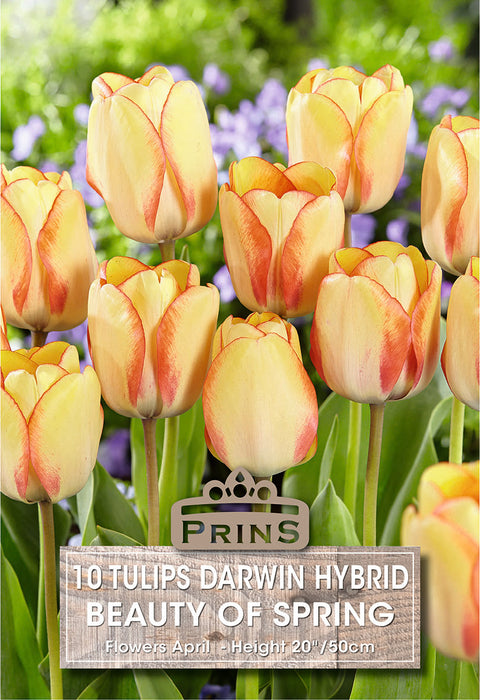 PRINS Tulips Beauty Of Spring