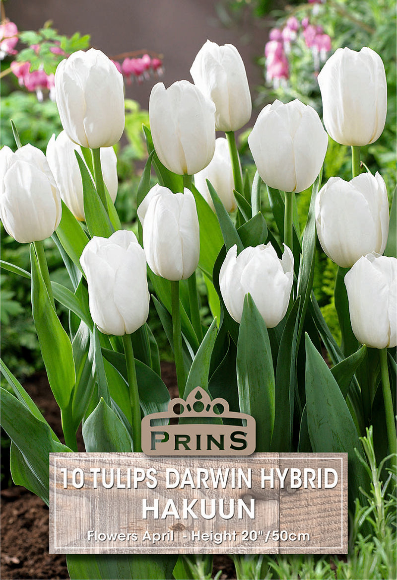 PRINS Tulips Hakuun