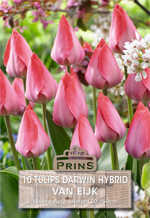 PRINS Tulips Van Eijk