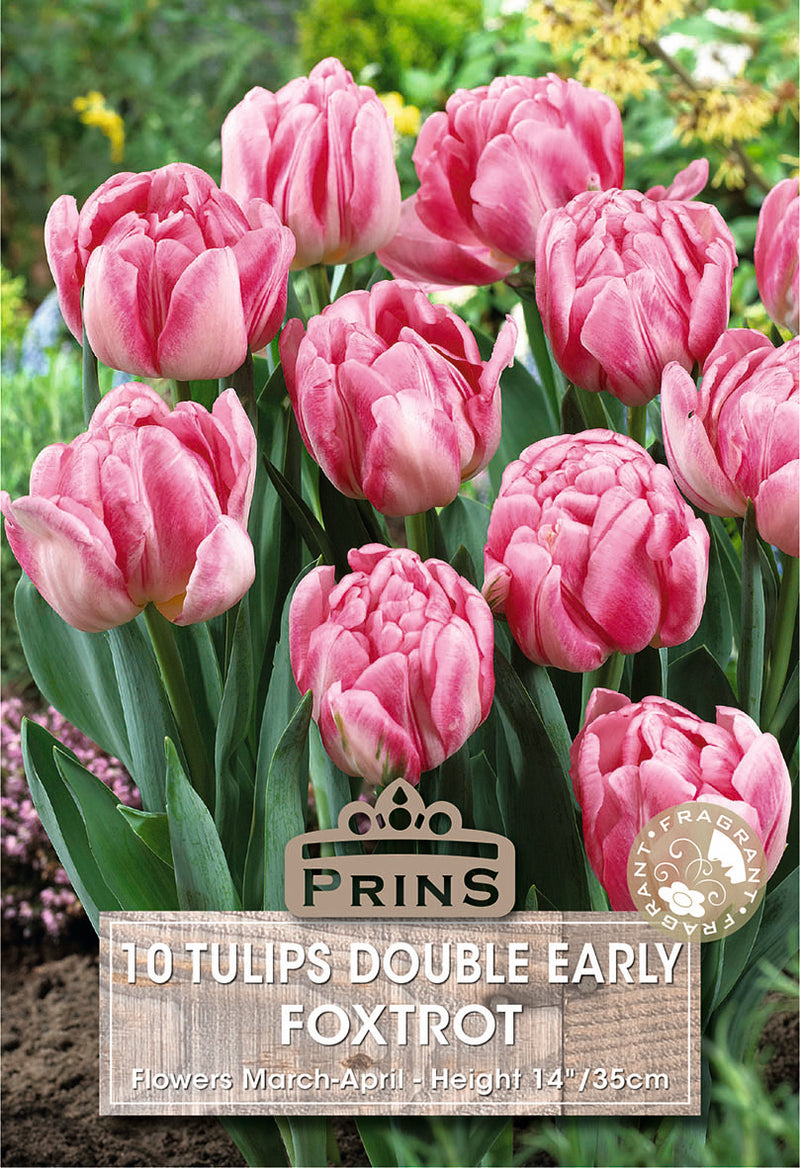 PRINS Tulips Foxtrot