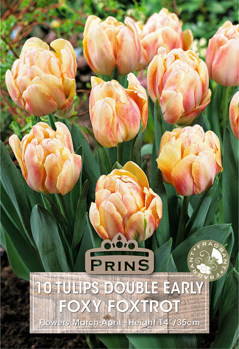 PRINS Tulips Foxy Foxtrot