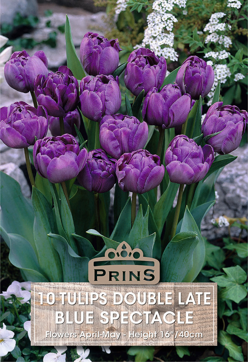 PRINS Tulips Blue Spectacle