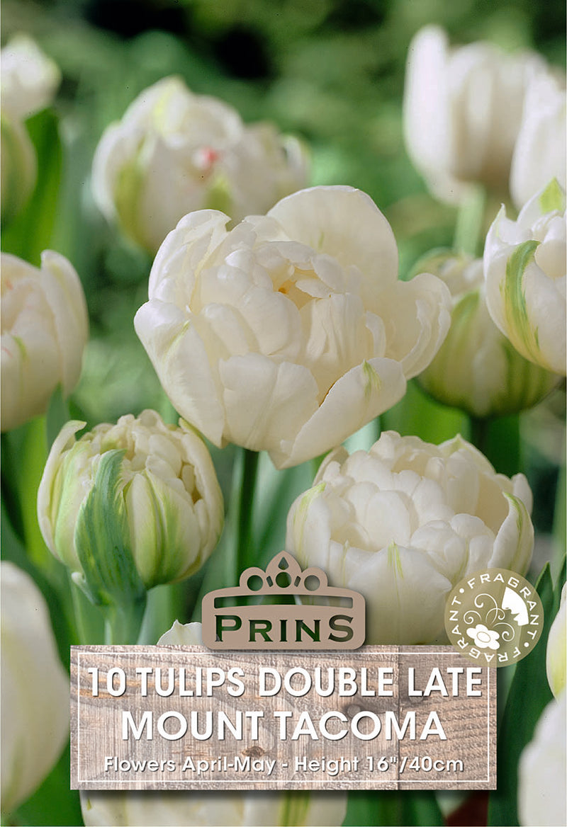 PRINS Tulips Mount Tacoma