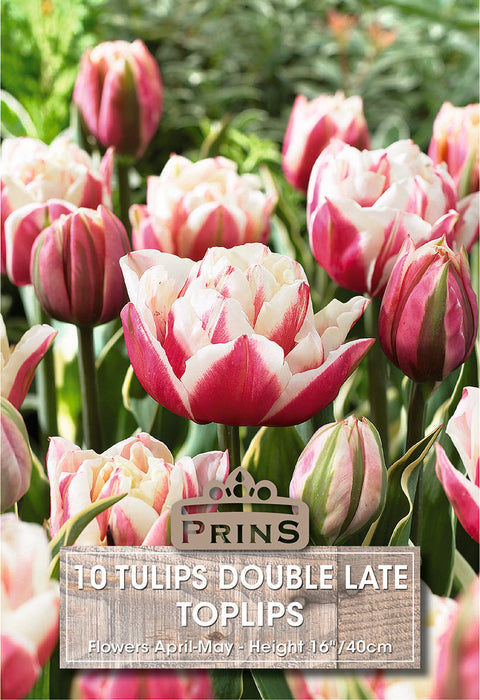 PRINS Tulips Toplips