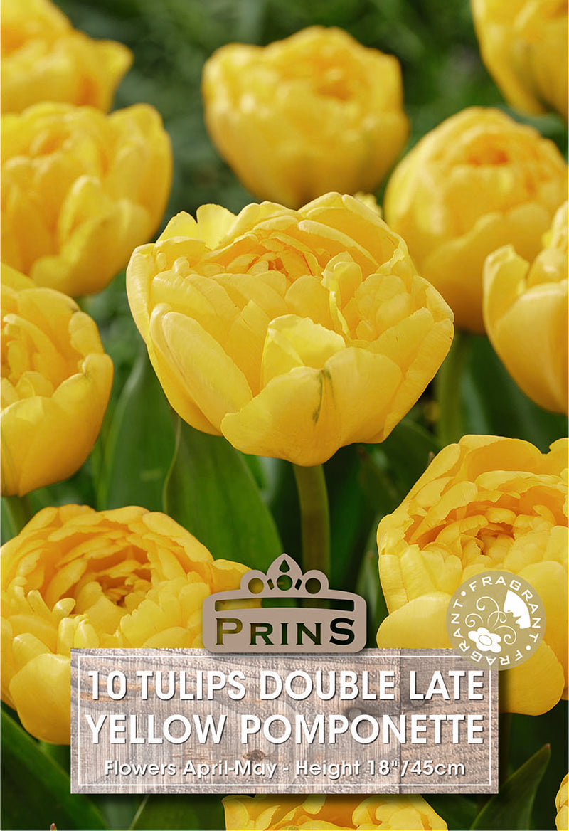 PRINS Tulips Yellow Pompenette