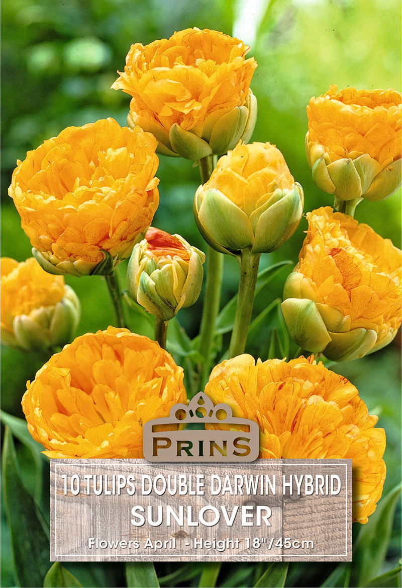 PRINS Tulips Sunlover