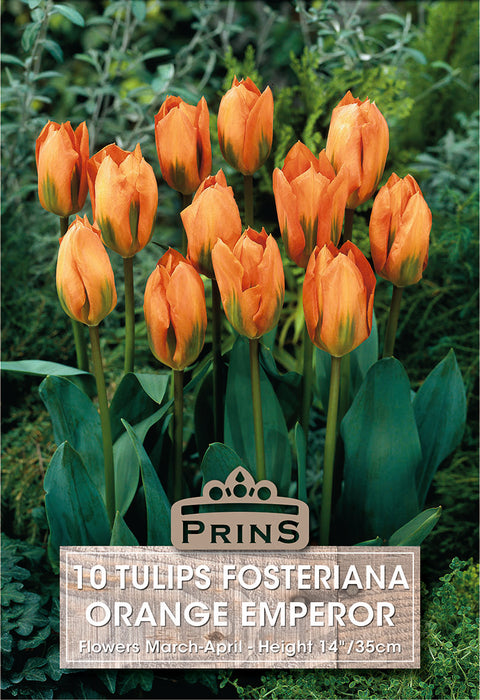 PRINS Tulips Orange Emperor
