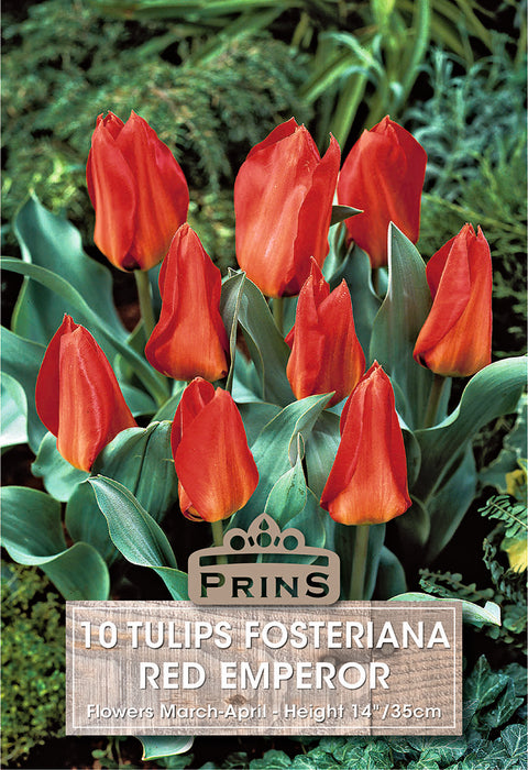 PRINS Tulips Red Emperor