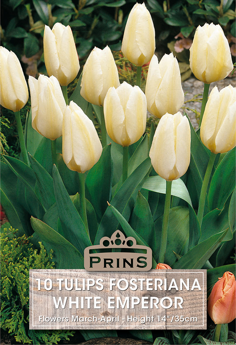 PRINS Tulips White Emperor
