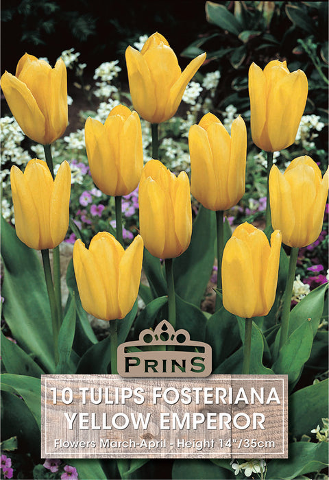 PRINS Tulips Yellow Emperor