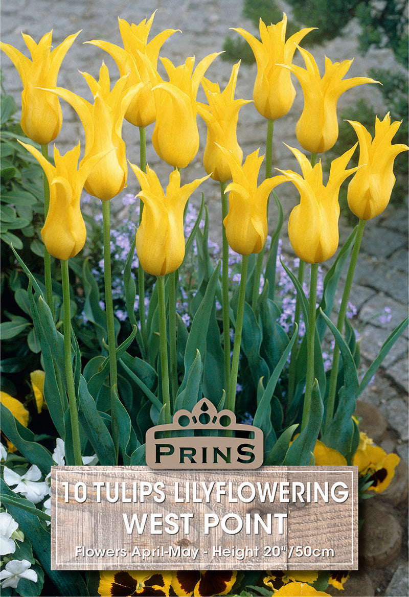 PRINS Tulips West Point