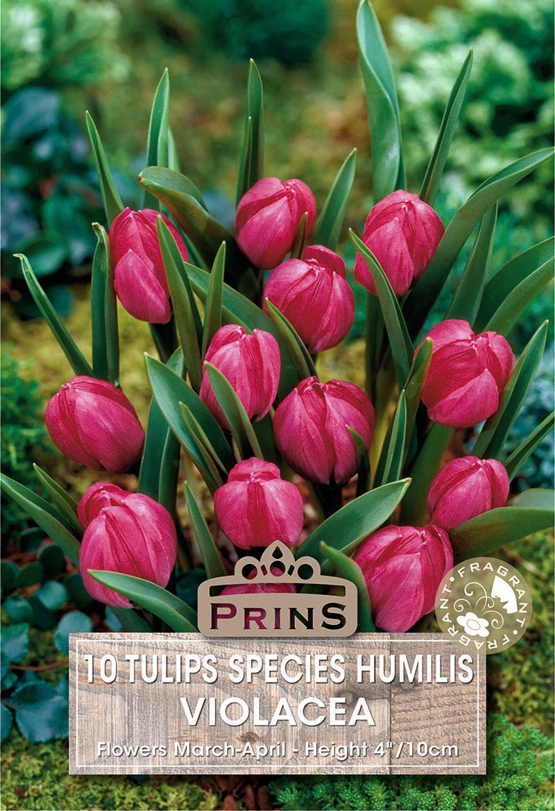 PRINS Tulips Violacea