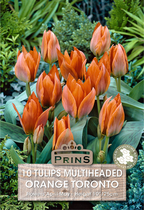 PRINS Tulips Orange Toronto