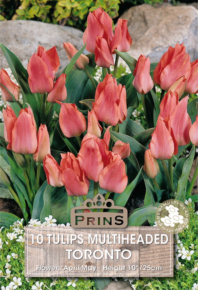 PRINS Tulips Toronto