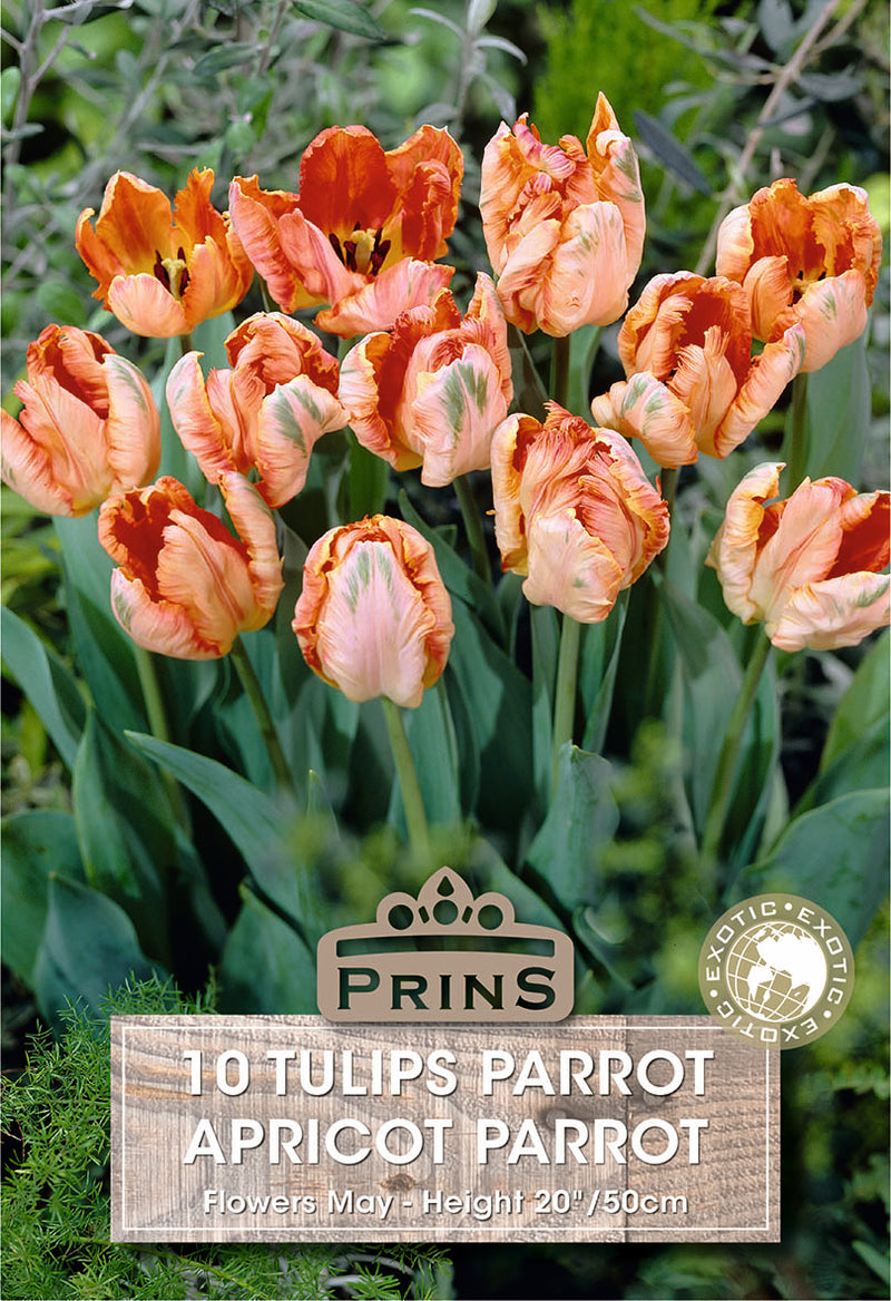 PRINS Tulips Apricot Parrot
