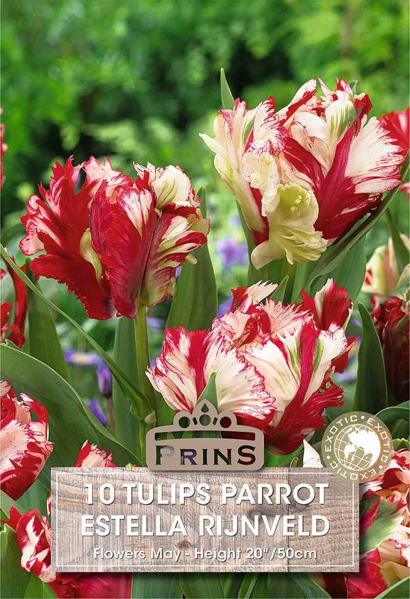 PRINS Tulips Estella Rijnveld