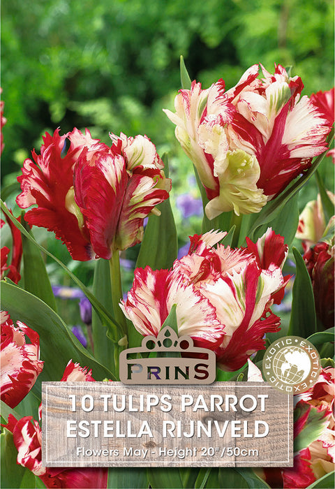 PRINS Tulips Estella Rijnveld