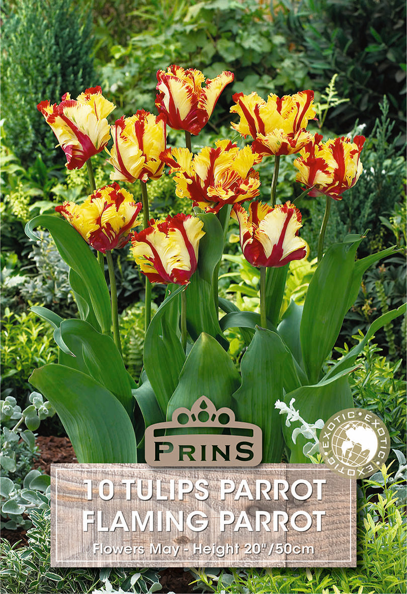 PRINS Tulips Flaming Parrot