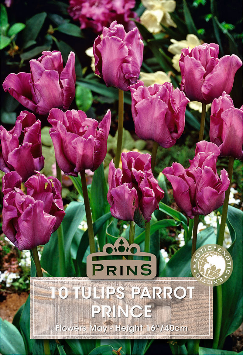 PRINS Tulips Parrot Prince