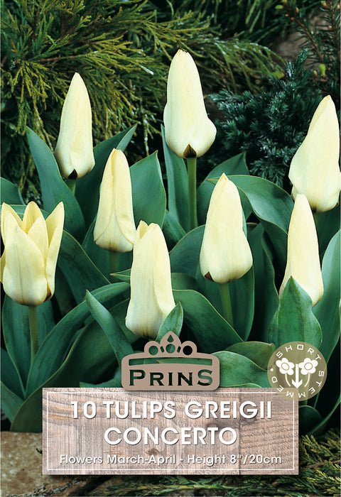 PRINS Tulips Greigii Concerto