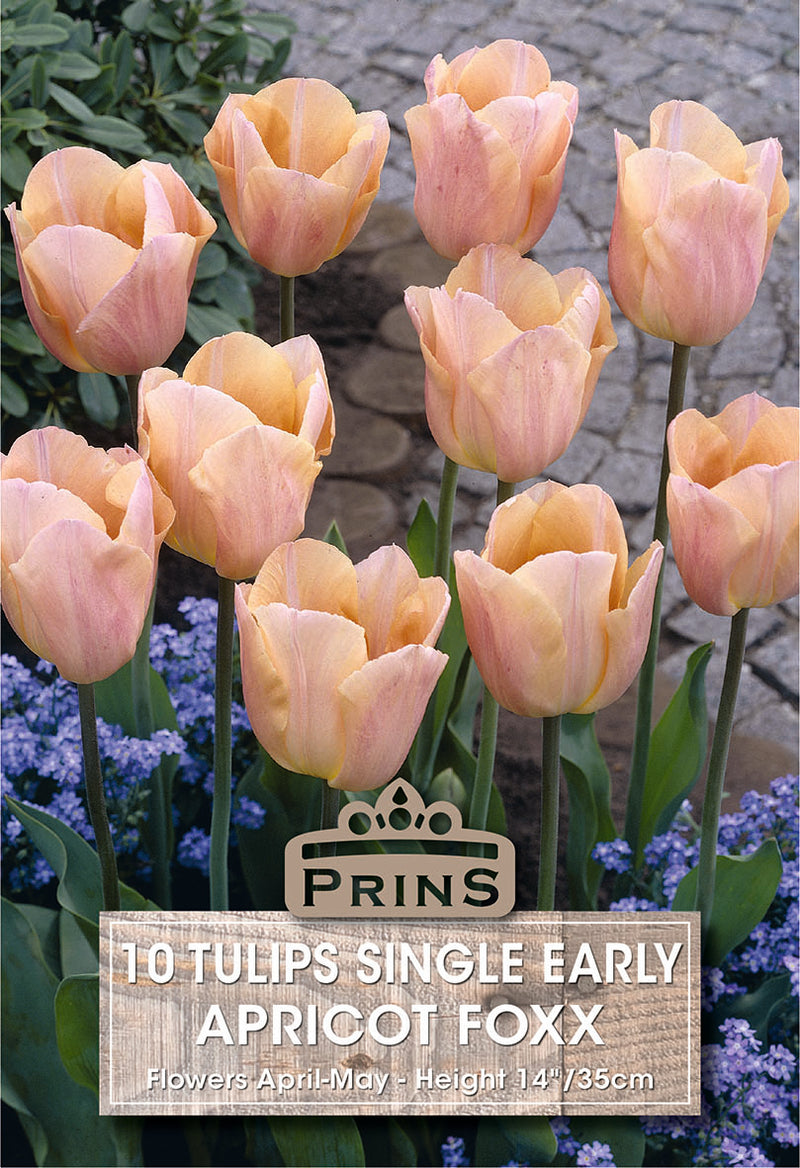 PRINS Tulips Apricot Foxx