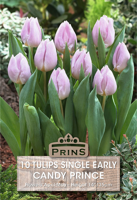 PRINS Tulips Candy Prince
