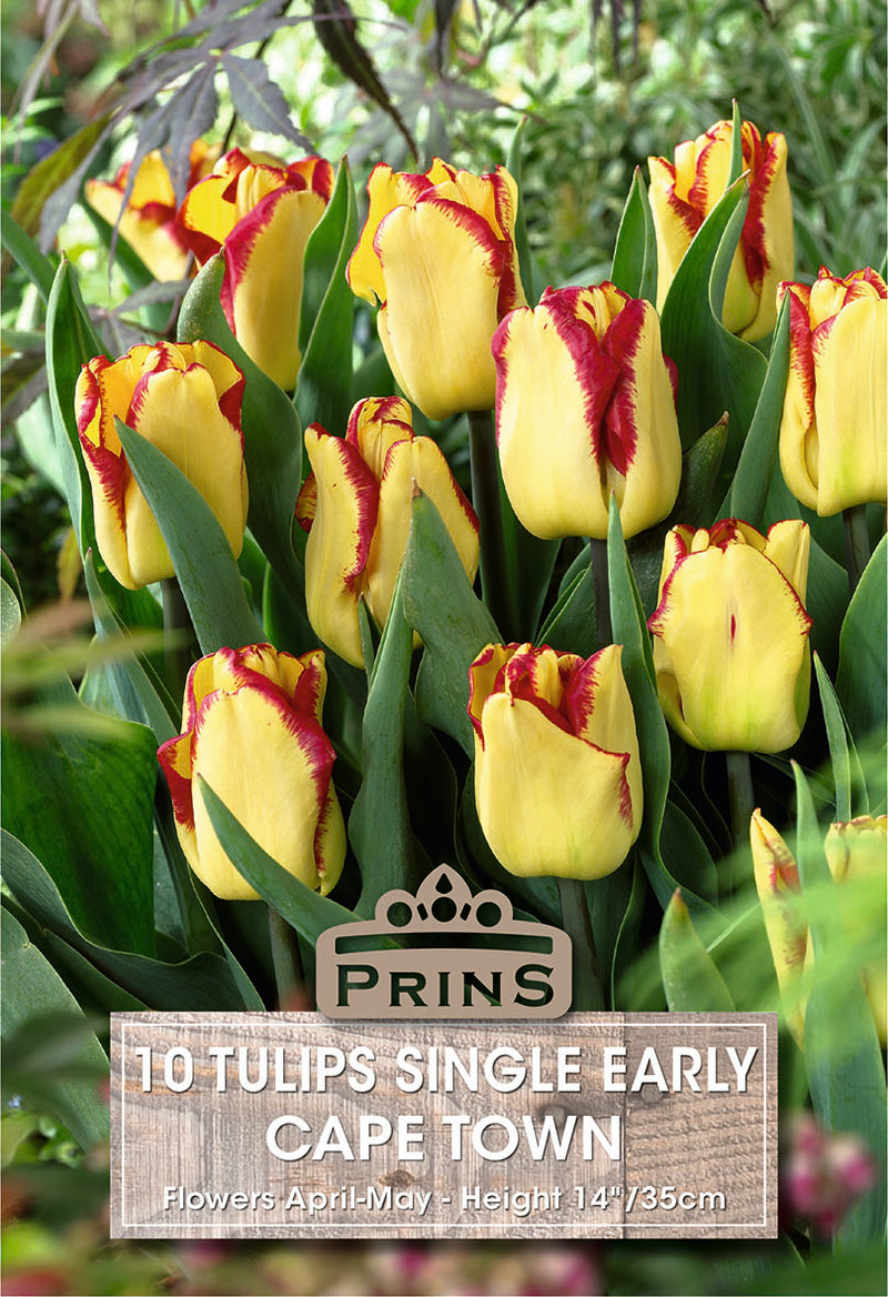 PRINS Tulips Cape Town